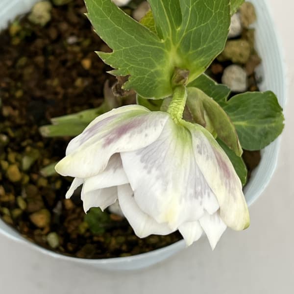 松村ナーセリーさんのクリスマスローズ：26-61ダブル　ホワイトブロッチ／4号ロングポット【現品販売】