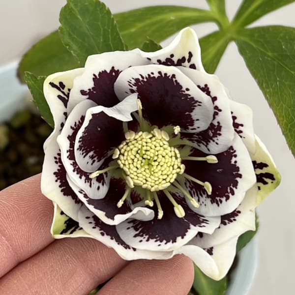 松村ナーセリーさんのクリスマスローズ：26-61ダブル　ホワイトブロッチ／4号ロングポット【現品販売】