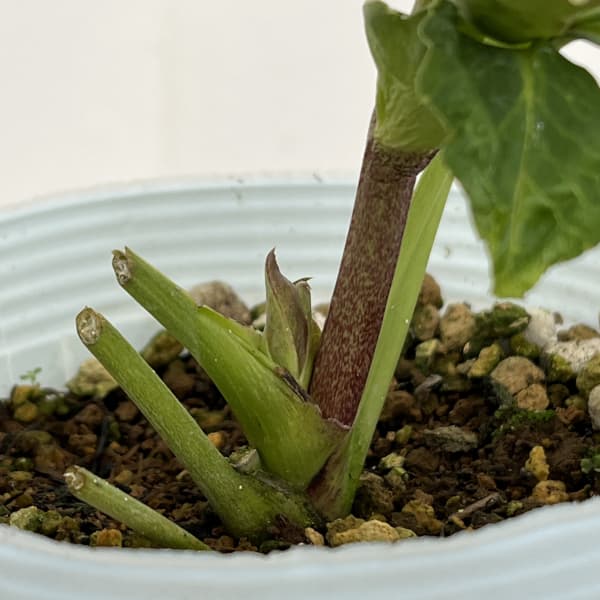 松村ナーセリーさんのクリスマスローズ：26-61ダブル　ホワイトブロッチ／4号ロングポット【現品販売】