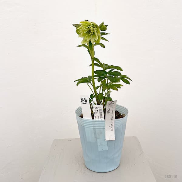 松村ナーセリーさんのクリスマスローズ:26-62ダブル(多弁系) ホワイト/4号ロングポット【現品販売】