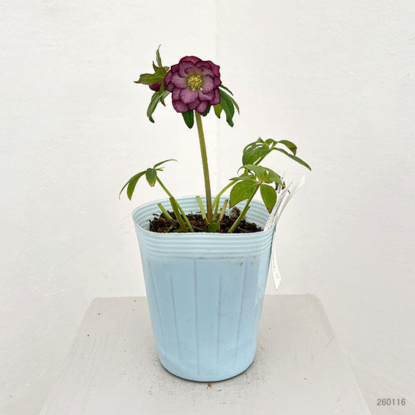 松村ナーセリーさんのクリスマスローズ：26-63ミニダブル／4号ロングポット【現品販売】