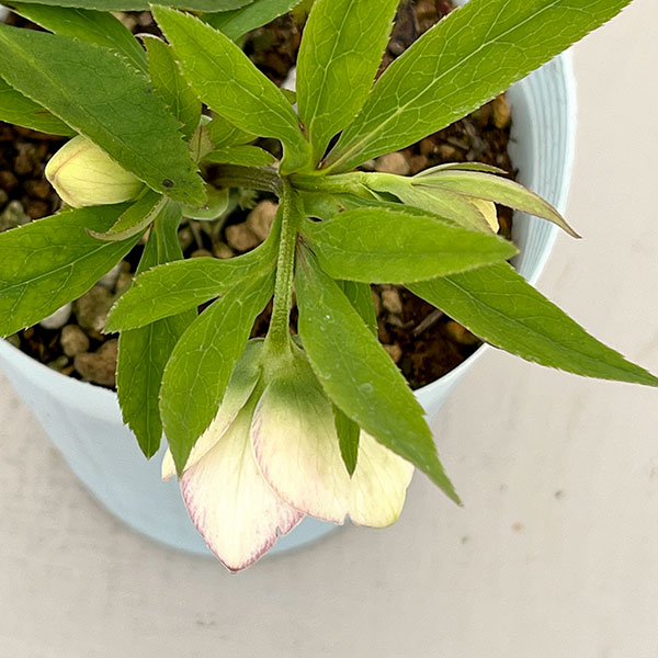 松村ナーセリーさんのクリスマスローズ：26-64シングル　ブロッサム／4号ロングポット【現品販売】（咲き進み～開花終了株）