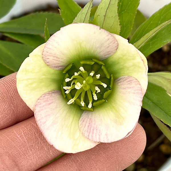 松村ナーセリーさんのクリスマスローズ：26-64シングル　ブロッサム／4号ロングポット【現品販売】（咲き進み～開花終了株）