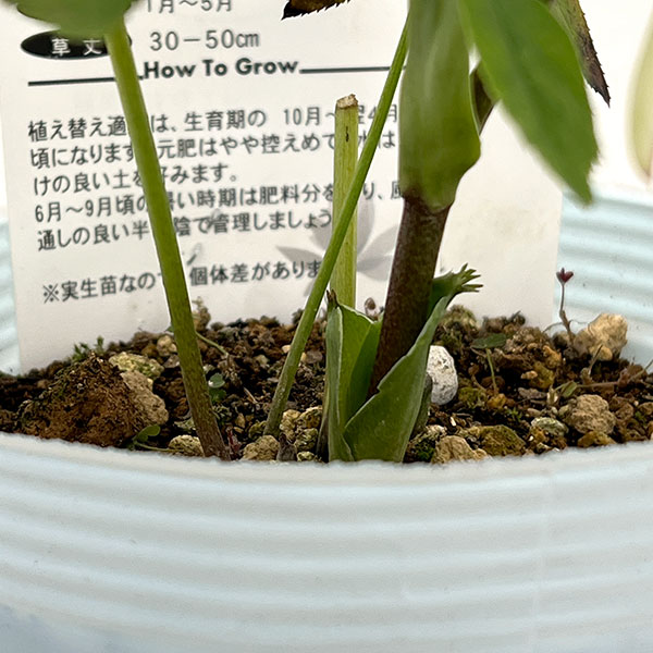 松村ナーセリーさんのクリスマスローズ：26-64シングル　ブロッサム／4号ロングポット【現品販売】（咲き進み～開花終了株）