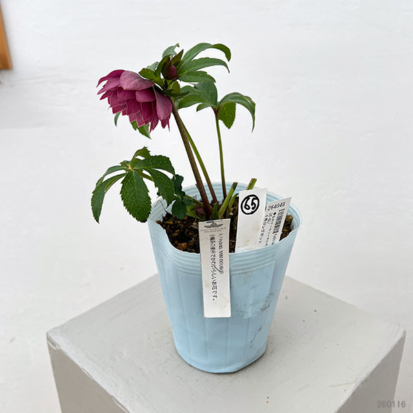 松村ナーセリーさんのクリスマスローズ：26-65ミニダブル／4号ロングポット【現品販売】