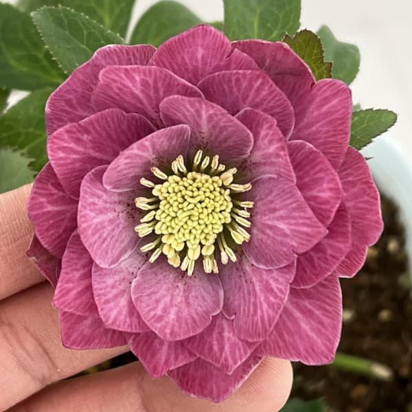 松村ナーセリーさんのクリスマスローズ：26-65ミニダブル／4号ロングポット【現品販売】