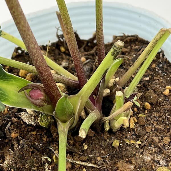 松村ナーセリーさんのクリスマスローズ：26-65ミニダブル／4号ロングポット【現品販売】