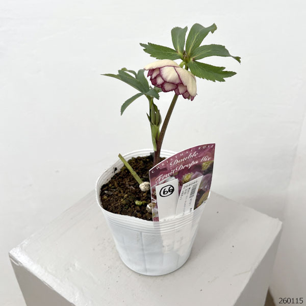 松村ナーセリーさんのクリスマスローズ:26-66ダブル フルーツドロップス/4号ポット【現品販売】