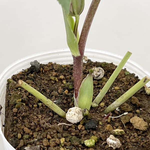 松村ナーセリーさんのクリスマスローズ:26-66ダブル フルーツドロップス/4号ポット【現品販売】