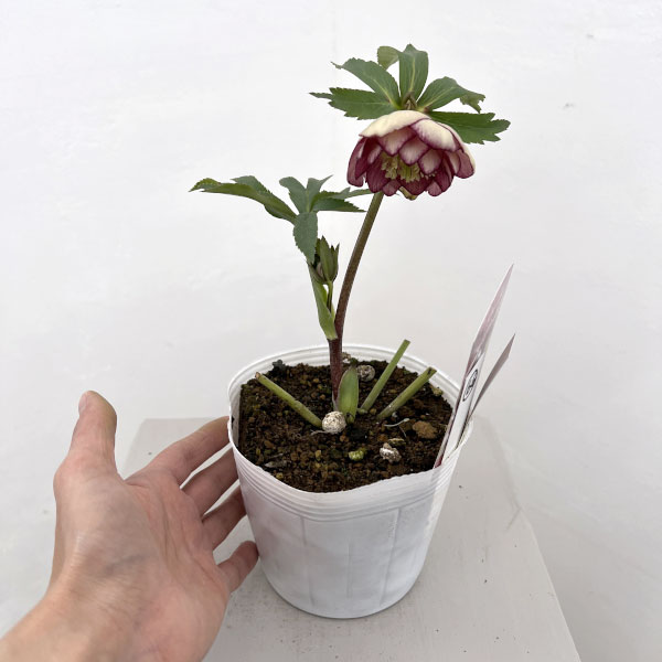 松村ナーセリーさんのクリスマスローズ:26-66ダブル フルーツドロップス/4号ポット【現品販売】