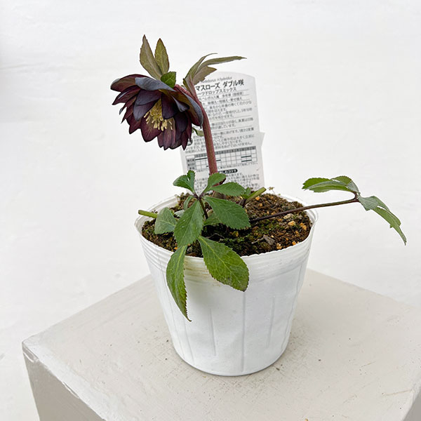 松村ナーセリーさんのクリスマスローズ：26-68ダブル／4号ポット【現品販売】