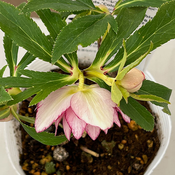 園芸ネット本店｜松村ナーセリーさんのクリスマスローズ：26-69ダブル