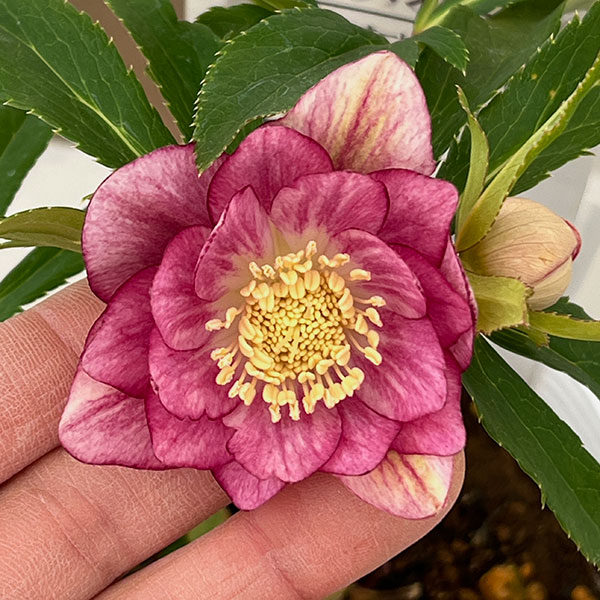 園芸ネット本店｜松村ナーセリーさんのクリスマスローズ：26-69ダブル