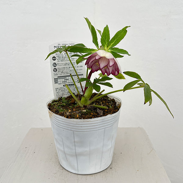 松村ナーセリーさんのクリスマスローズ：26-70ダブル／4号ポット【現品販売】