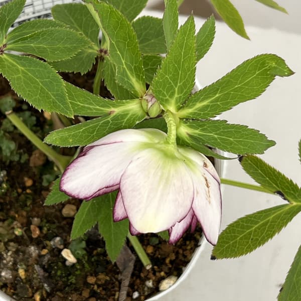 松村ナーセリーさんのクリスマスローズ：26-70ダブル　フルーツドロップス／4号ポット【現品販売】（咲き進み～開花終了株）