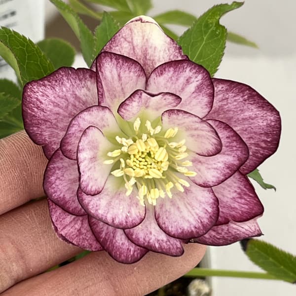 松村ナーセリーさんのクリスマスローズ：26-70ダブル　フルーツドロップス／4号ポット【現品販売】（咲き進み～開花終了株）