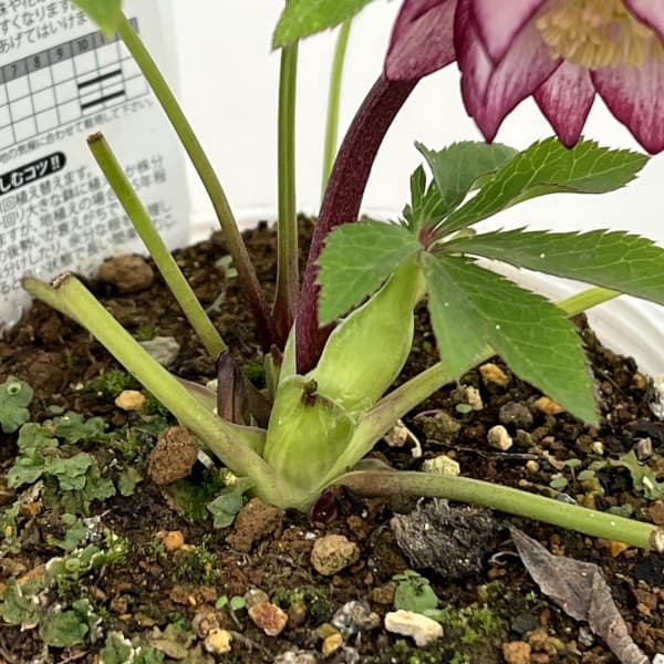 松村ナーセリーさんのクリスマスローズ：26-70ダブル　フルーツドロップス／4号ポット【現品販売】（咲き進み～開花終了株）