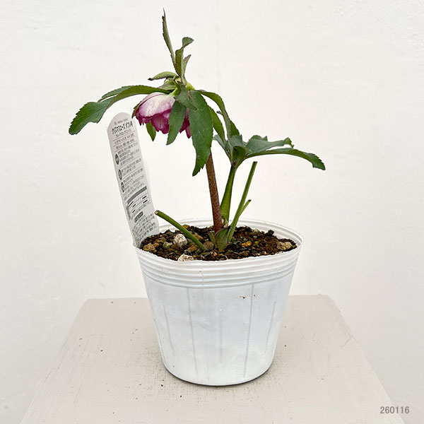 松村ナーセリーさんのクリスマスローズ：26-71ダブルフルーツドロップス／4号ポット【現品販売】