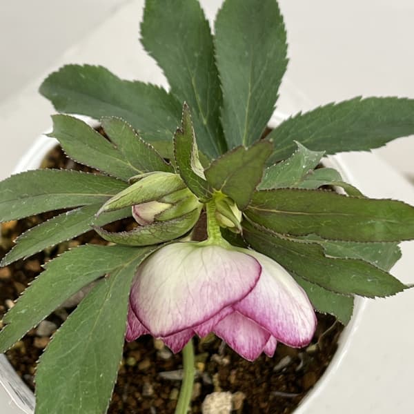 松村ナーセリーさんのクリスマスローズ：26-71ダブルフルーツドロップス／4号ポット【現品販売】