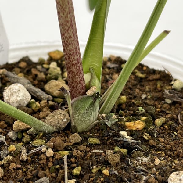 松村ナーセリーさんのクリスマスローズ：26-71ダブルフルーツドロップス／4号ポット【現品販売】