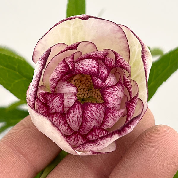 松村ナーセリーさんのクリスマスローズ：26-72ダブルフルーツドロップス／5号ポット【現品販売】