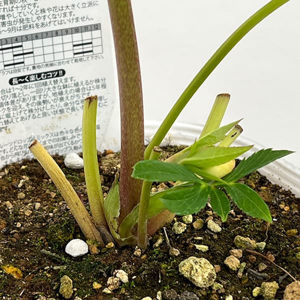 松村ナーセリーさんのクリスマスローズ：26-72ダブルフルーツドロップス／5号ポット【現品販売】