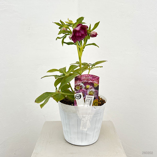 松村ナーセリーさんのクリスマスローズ：26-73ダブル　フルーツドロップス／5号ポット【現品販売】