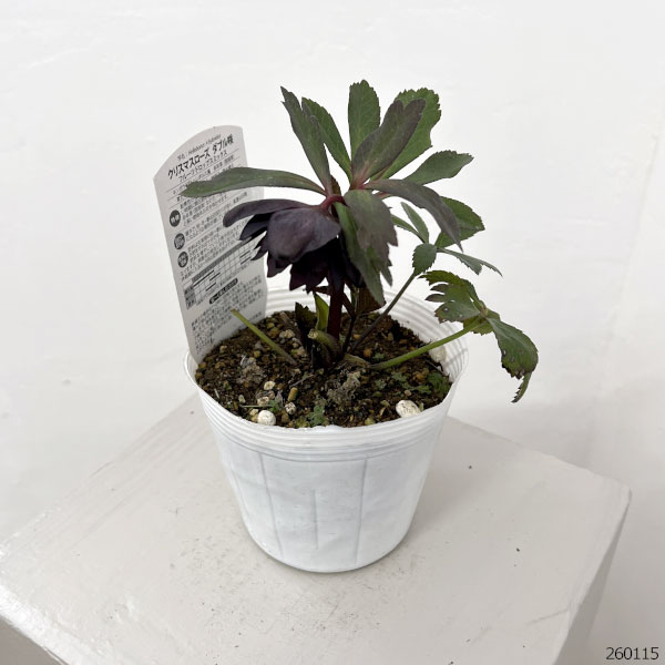 松村ナーセリーさんのクリスマスローズ:26-74ダブル フルーツドロップス/4号ポット【現品販売】