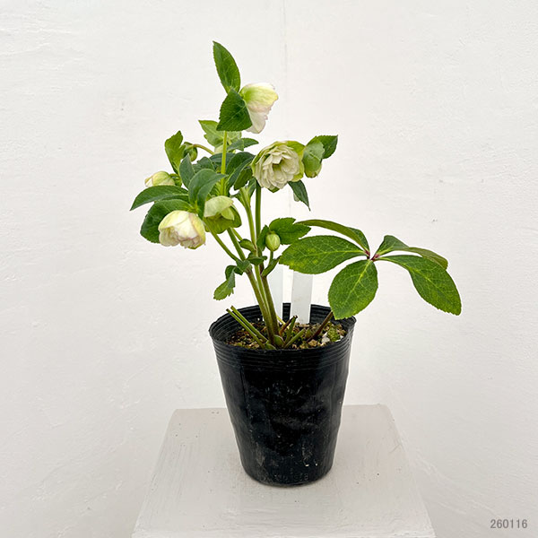 松村ナーセリーさんのクリスマスローズ：26-75ミニダブル／4.5号ロングポット【現品販売】