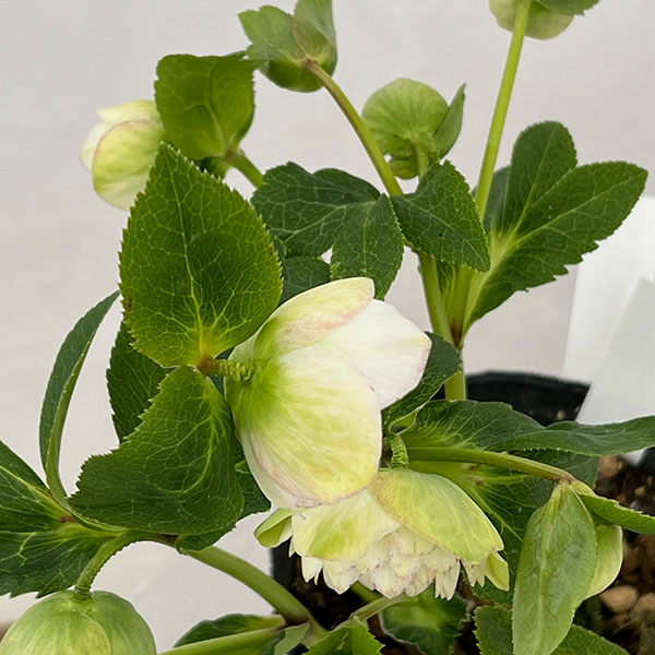 松村ナーセリーさんのクリスマスローズ：26-75ミニダブル／4.5号ロングポット【現品販売】