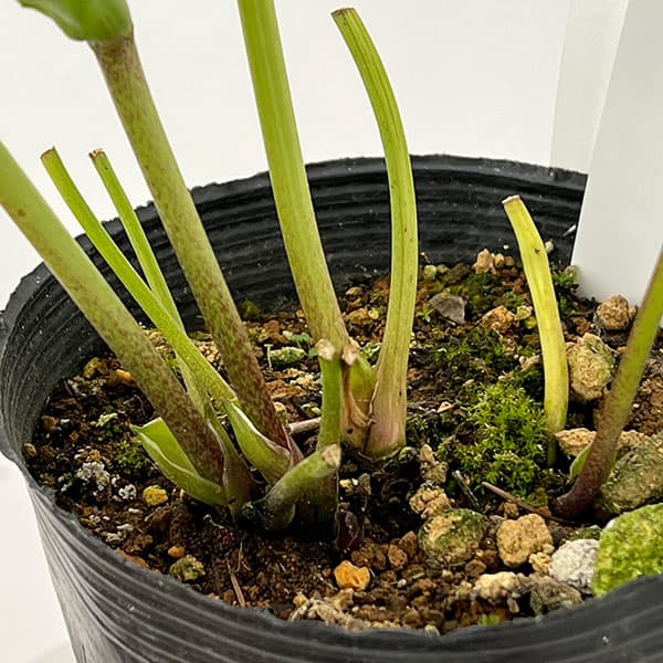 松村ナーセリーさんのクリスマスローズ：26-75ミニダブル／4.5号ロングポット【現品販売】