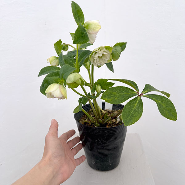 松村ナーセリーさんのクリスマスローズ：26-75ミニダブル／4.5号ロングポット【現品販売】