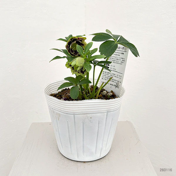 松村ナーセリーさんのクリスマスローズ:26-76ダブル グリーンブロッチ/5号ポット【現品販売】