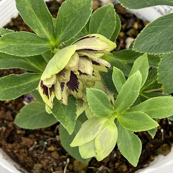 松村ナーセリーさんのクリスマスローズ:26-76ダブル グリーンブロッチ/5号ポット【現品販売】