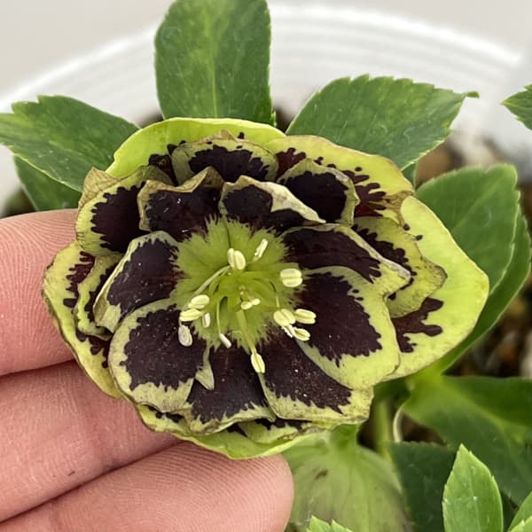 松村ナーセリーさんのクリスマスローズ:26-76ダブル グリーンブロッチ/5号ポット【現品販売】