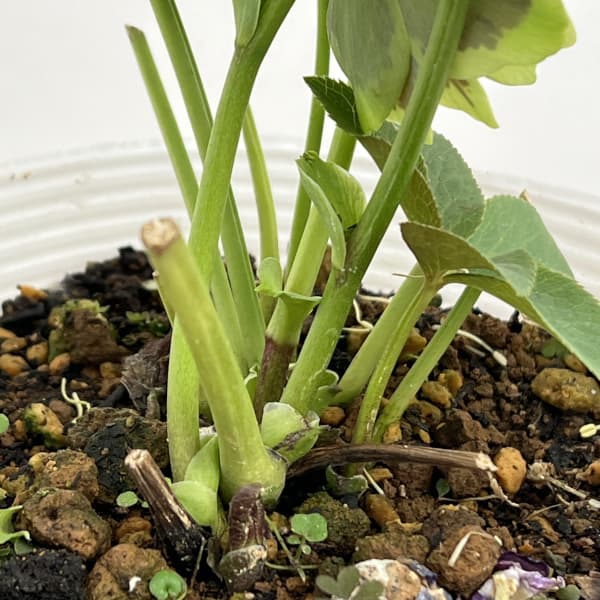 松村ナーセリーさんのクリスマスローズ:26-76ダブル グリーンブロッチ/5号ポット【現品販売】