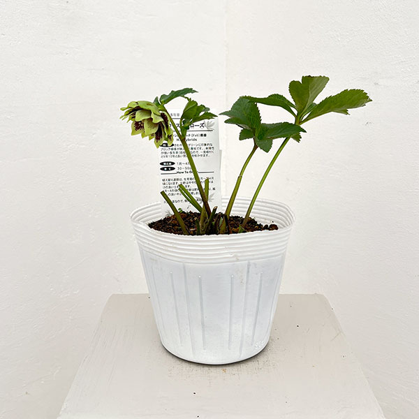 松村ナーセリーさんのクリスマスローズ：26-77ダブル　グリーンブロッチ／5号ポット【現品販売】