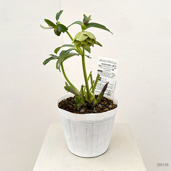 松村ナーセリーさんのクリスマスローズ:26-78ダブル グリーンブロッチ/5号ポット【現品販売】