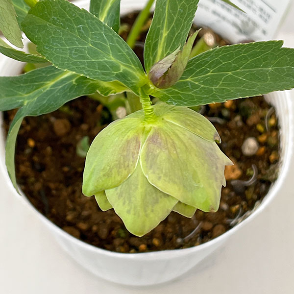 松村ナーセリーさんのクリスマスローズ:26-78ダブル グリーンブロッチ/5号ポット【現品販売】