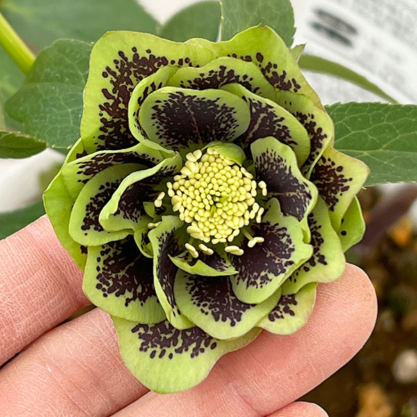 松村ナーセリーさんのクリスマスローズ:26-78ダブル グリーンブロッチ/5号ポット【現品販売】