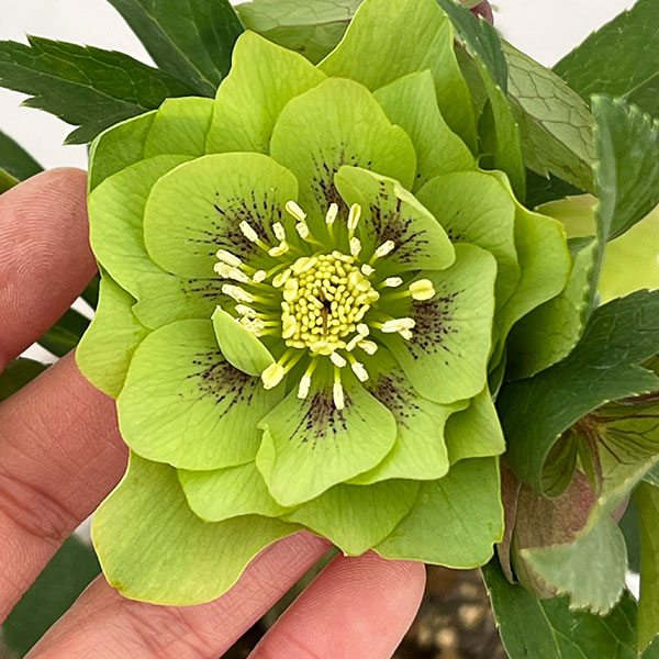 松村ナーセリーさんのクリスマスローズ：26-79ダブル　グリーン／4号ロングポット【現品販売】