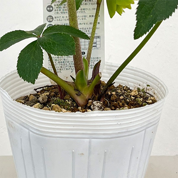 松村ナーセリーさんのクリスマスローズ：26-79ダブル　グリーン／4号ロングポット【現品販売】