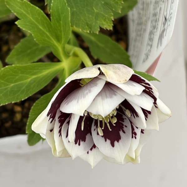 松村ナーセリーさんのクリスマスローズ：26-80ダブル　ホワイトブロッチ／5号ポット【現品販売】