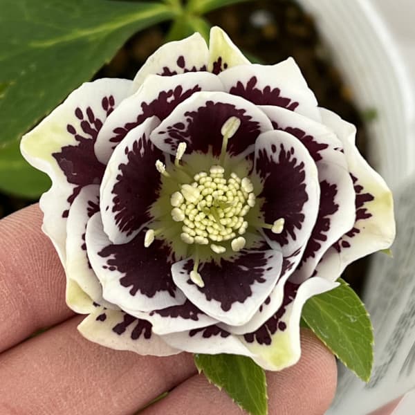 松村ナーセリーさんのクリスマスローズ：26-80ダブル　ホワイトブロッチ／5号ポット【現品販売】