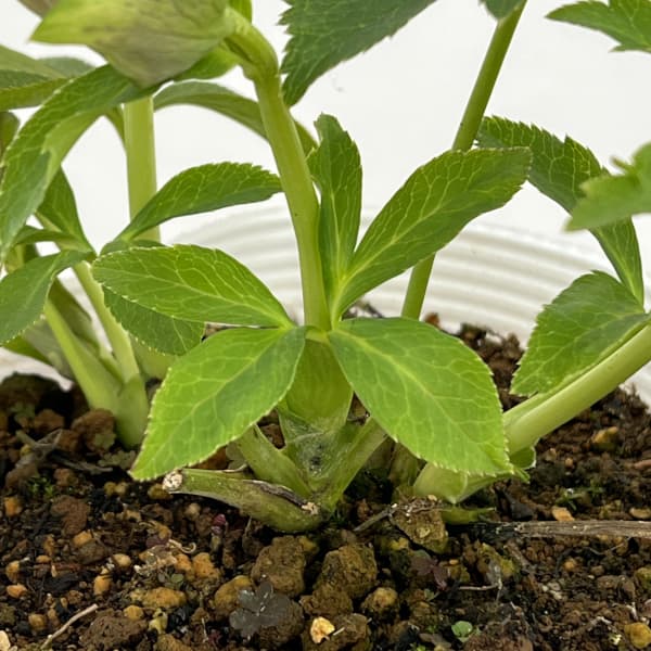 松村ナーセリーさんのクリスマスローズ：26-80ダブル　ホワイトブロッチ／5号ポット【現品販売】