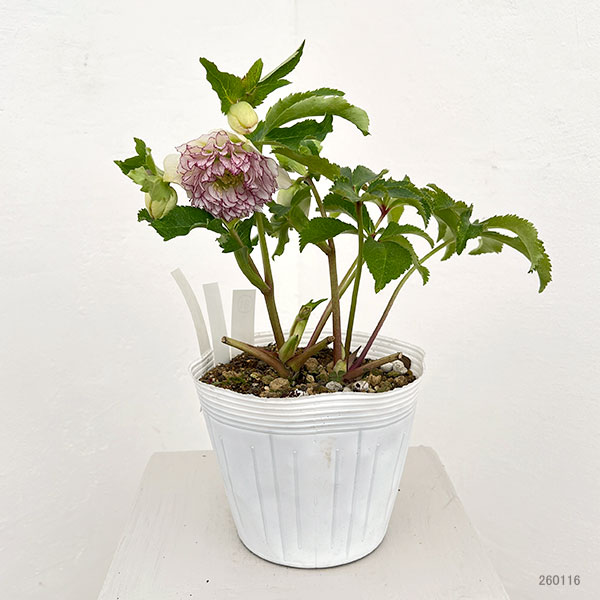 松村ナーセリーさんのクリスマスローズ：26-81ダブル多弁系　ホワイト糸ピコティ／5号ポット【現品販売】