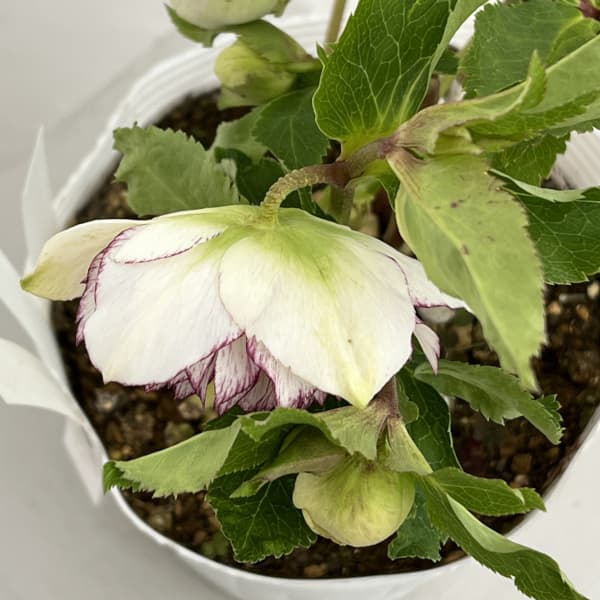 松村ナーセリーさんのクリスマスローズ：26-81ダブル多弁系　ホワイト糸ピコティ／5号ポット【現品販売】