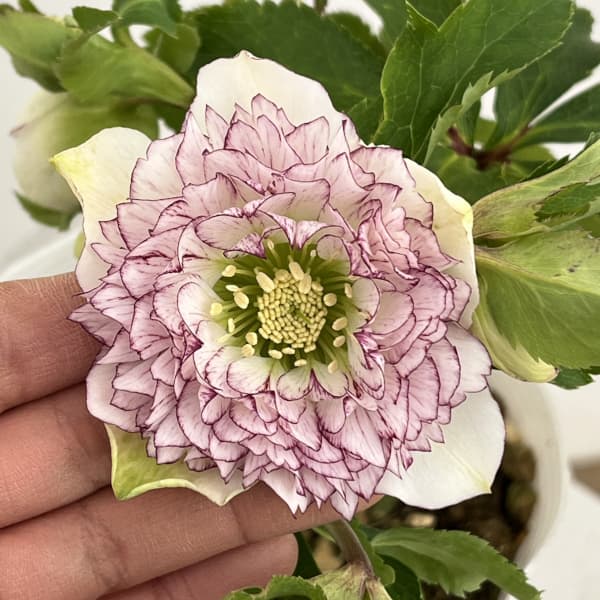 松村ナーセリーさんのクリスマスローズ：26-81ダブル多弁系　ホワイト糸ピコティ／5号ポット【現品販売】