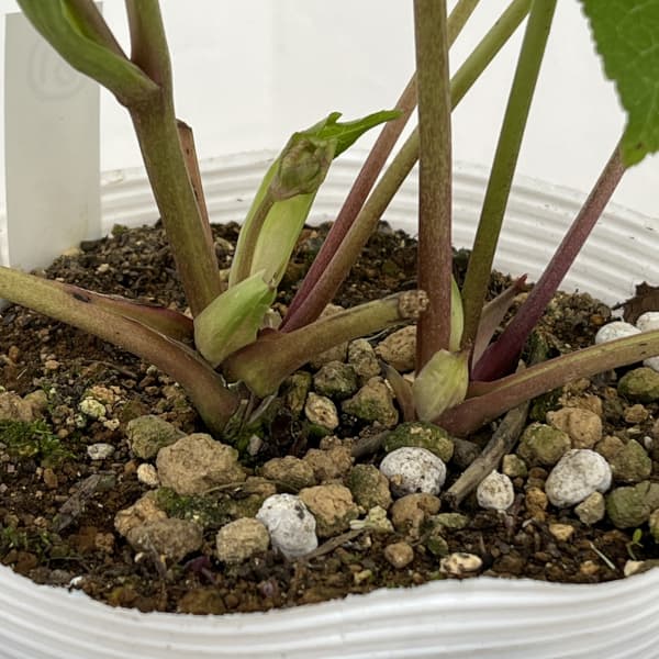 松村ナーセリーさんのクリスマスローズ：26-81ダブル多弁系　ホワイト糸ピコティ／5号ポット【現品販売】