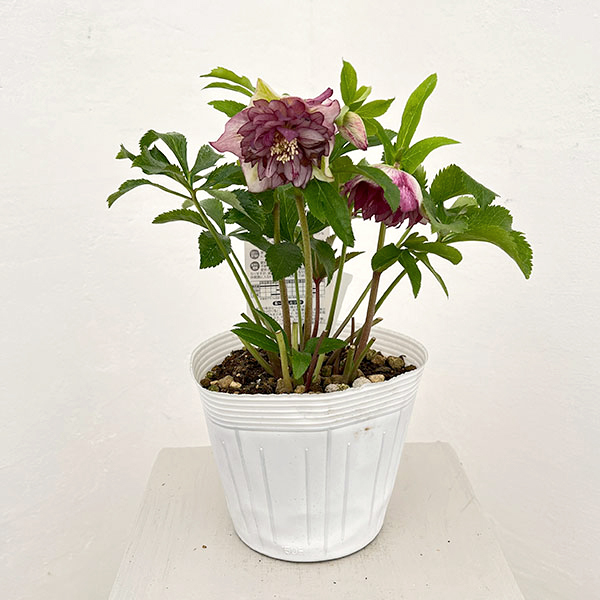 松村ナーセリーさんのクリスマスローズ：26-84ダブル／5号ポット【現品販売】